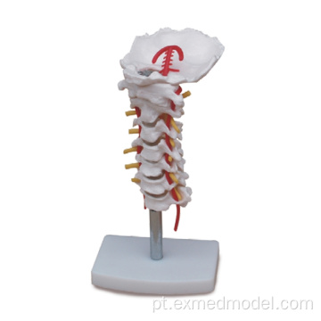 Coluna vertebral cervical com artéria do pescoço